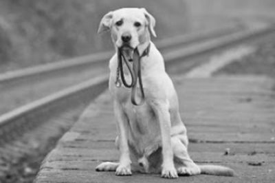 Rastreamento Animal